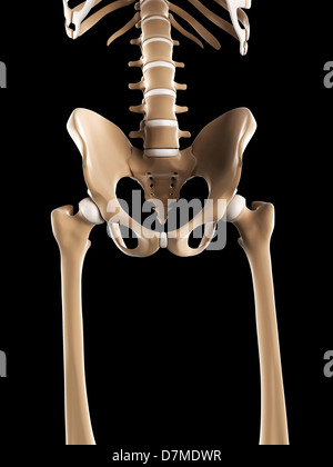 Becken-Knochen, artwork Stockfoto