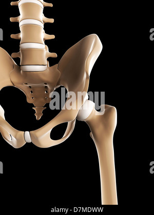 Becken-Knochen, artwork Stockfoto