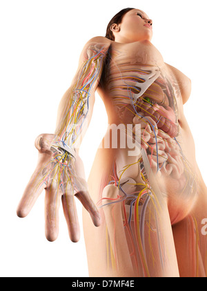 Weibliche Anatomie, artwork Stockfoto