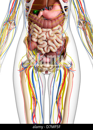 Weibliche Anatomie, artwork Stockfoto