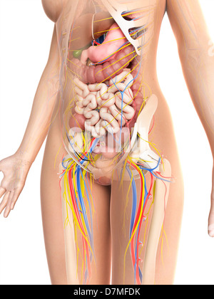 Weibliche Anatomie, artwork Stockfoto