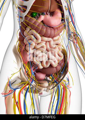 Weibliche Anatomie, artwork Stockfoto