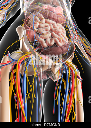 Weibliche Anatomie, artwork Stockfoto