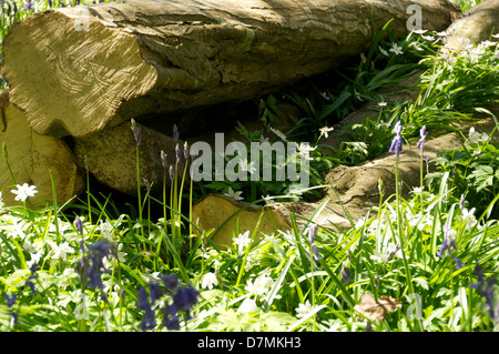 Anemone Glockenblumen und Protokolle in einem Waldgebiet in sussex Stockfoto