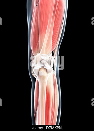 Beinmuskulatur, artwork Stockfoto