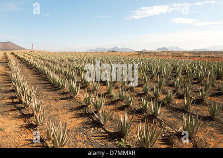 Aloe Vera farm Stockfoto