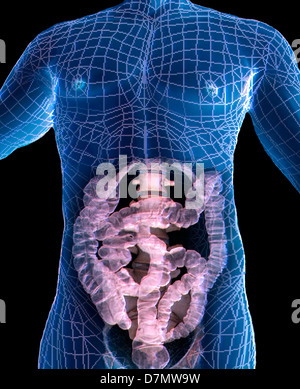 Gesunder Bauch, 3D CT-scan Stockfoto