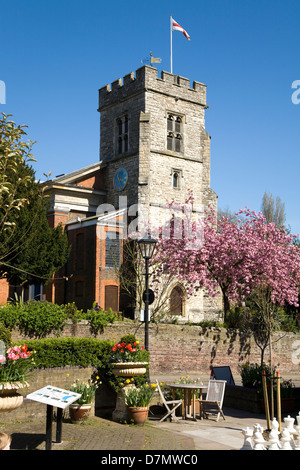 St. Marys / Heiliges Marys Anglican Church of England mit Cherry blossom Baum. Quadratisch, alte Stadtzentrum Twickenham. London-UK Stockfoto