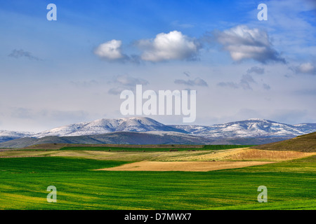 Feld im Frühjahr aus Mazedonien Stockfoto