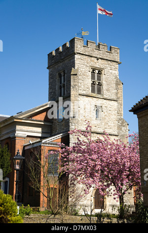 St. Marys / Heiliges Marys Anglican Church of England mit Cherry blossom Baum. Quadratisch, alte Stadtzentrum Twickenham. London-UK Stockfoto