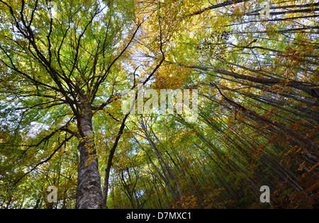 Helle Eichenlaub farbige auf den Zweigen im Herbst Stockfoto