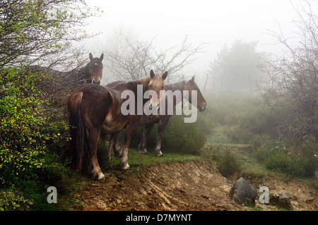 Pferde im Nebel in regnerischen Tag Stockfoto