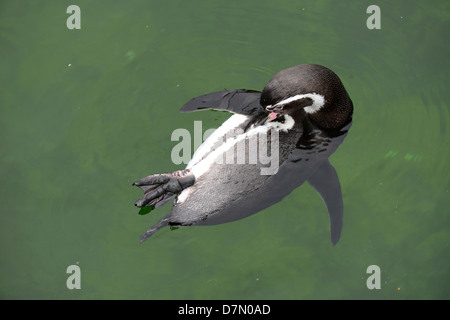 Der Magellan-Pinguin (Spheniscus Magellanicus) Stockfoto