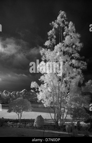 Eukalyptus Baum und Polo Grounds, la Sabana in der Nähe von Bogota, Kolumbien. Stockfoto