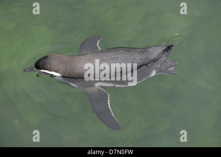 Der Magellan-Pinguin (Spheniscus Magellanicus) Stockfoto