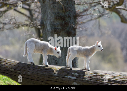 Zwei Lämmer auf einen umgestürzten Baum klettern Stockfoto