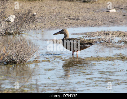 Detaillierte Nahaufnahme von einer weiblichen nördlichen Löffelente (Anas Clypeata) in sumpfigen Feuchtgebieten in Spanien Stockfoto