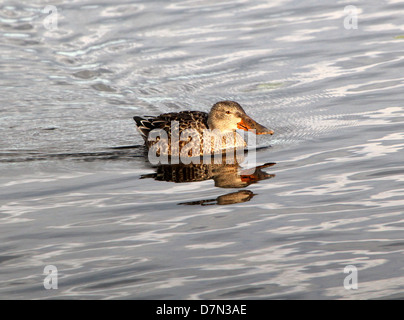 Weiblichen nördlichen Löffelente (Anas Clypeata) schwimmen Stockfoto