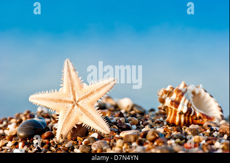 Starfish and Seashell on sand and pebble beach by the sea Stockfoto