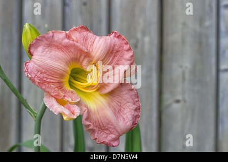 Ein "Pink Chapeau" Taglilien vor einem Zaun Stockfoto