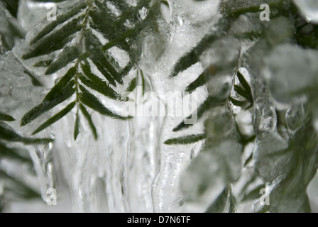 Kiefer-Zweig mit Schnee & Eis bedeckt-Birke Trail, Carmel, NY, 02/2010 © Mak Stockfoto