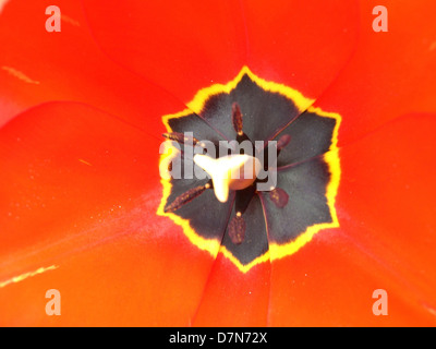 In der Nähe von rote Tulpe, Birke Trail, Carmel, NY. 05/2006 © Mak Stockfoto