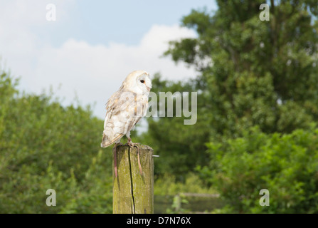 Schleiereule thront auf einem Pfosten während einer Falknerei flying Display an der Gauntlet Birds Of Prey Adler und Geier Park in Cheshire. Stockfoto