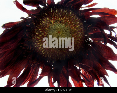 getrocknete rote Gerber, Gerbera Nahaufnahme auf weiß, © Mak Stockfoto