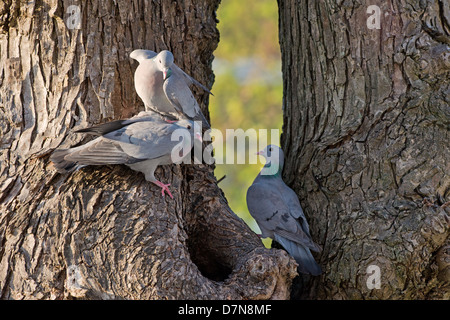 Drei Hohltauben, Columba Oenas, kämpfen für Teritory. Frühling. UK Stockfoto