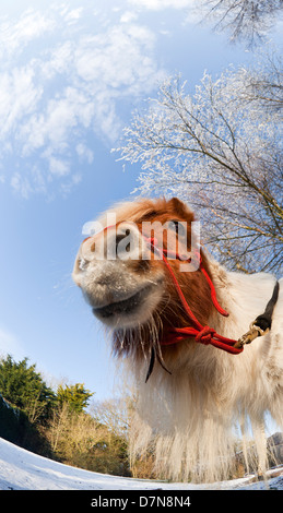 Eine Kastanie und weiße (weisen) Pony in eine verschneite Landschaft Stockfoto