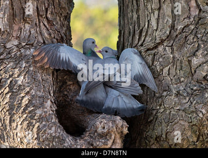 Männliche und weibliche Hohltauben, Columba Oenas, Displays Balz, während auf Baumhöhle thront. Frühling. UK Stockfoto