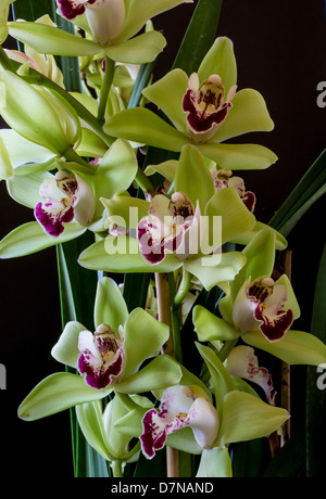 Cymbidium oder Boot Orchideen ist eine Gattung von 52 immergrünen Arten in der Familie Orchidee Orchidaceae Stockfoto