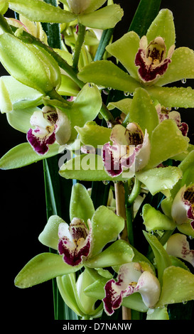 Cymbidium oder Boot Orchideen ist eine Gattung von 52 immergrünen Arten in der Familie Orchidee Orchidaceae Stockfoto