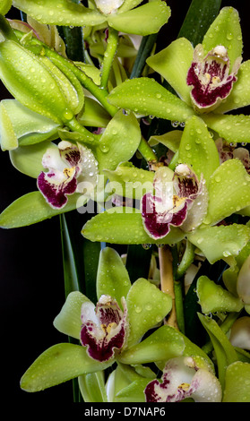 Cymbidium oder Boot Orchideen ist eine Gattung von 52 immergrünen Arten in der Familie Orchidee Orchidaceae Stockfoto