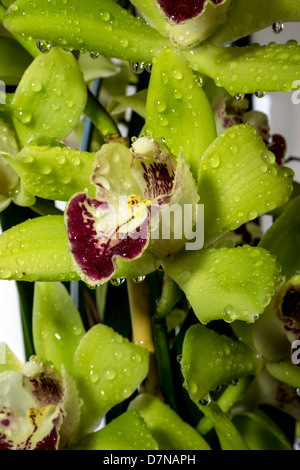 Cymbidium oder Boot Orchideen ist eine Gattung von 52 immergrünen Arten in der Familie Orchidee Orchidaceae Stockfoto