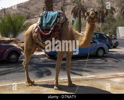 Kamel Attraktion für Touristen in Eilat Stockfoto