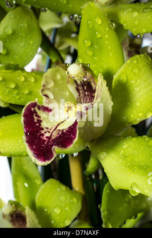 Cymbidium oder Boot Orchideen ist eine Gattung von 52 immergrünen Arten in der Familie Orchidee Orchidaceae Stockfoto