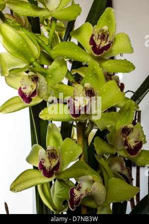 Cymbidium oder Boot Orchideen ist eine Gattung von 52 immergrünen Arten in der Familie Orchidee Orchidaceae Stockfoto