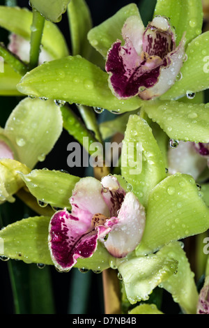 Cymbidium oder Boot Orchideen ist eine Gattung von 52 immergrünen Arten in der Familie Orchidee Orchidaceae Stockfoto