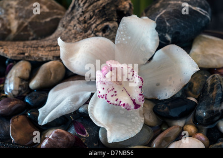 Cymbidium oder Boot Orchideen ist eine Gattung von 52 immergrünen Arten in der Familie Orchidee Orchidaceae Stockfoto