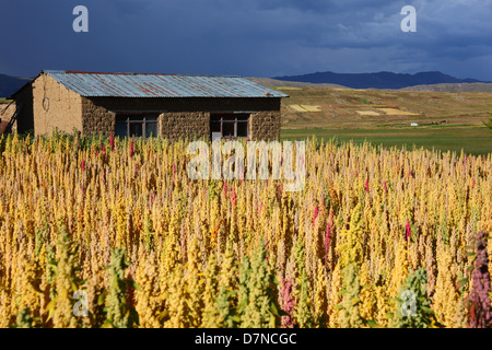 Rustikalen Hof und Feld von Quinoa Pflanzen (Chenopodium Quinoa) am Ufer des Titicaca-See mit Gewitterhimmel, Bolivien Stockfoto