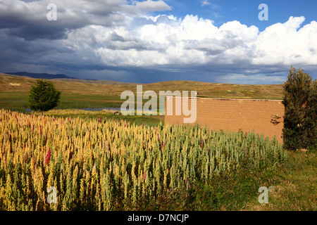 Rustikalen Hof und Feld von Quinoa Pflanzen (Chenopodium Quinoa) am Ufer des Titicaca-See mit Gewitterhimmel, Bolivien Stockfoto