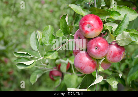 New York, Lafayette. Typische Apfelplantage im Bundesstaat New York zur Erntezeit. Stockfoto