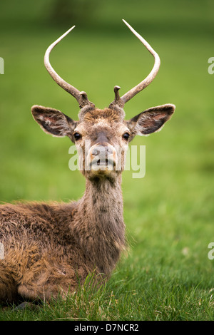 Alert sitzen Rothirsch Stockfoto