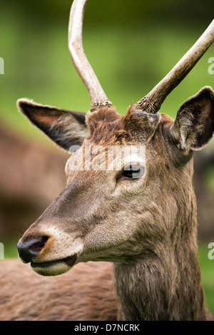 Rothirsche hautnah Stockfoto