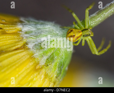 Grüne und gelbe getarnten Spinne auf eine gelbe und grüne Blume Stockfoto