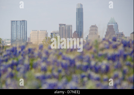 Skyline von Austin hinter einer Kulisse von Texas Bluebonnet Wildblumen Stockfoto