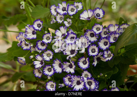 Zinerarie (Pericallis Cruenta) Pflanzen in Blüte auf einem Garten Hintergrund Stockfoto