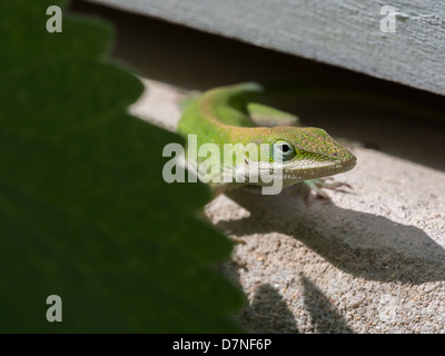 Grüne Anole-Eidechse, die sich unter einem Holzbrett im Garten versteckt Stockfoto