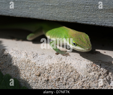 Grüne Anole-Eidechse, die sich unter einem Holzbrett im Garten versteckt Stockfoto